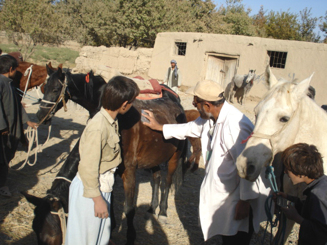 A veterinarian in Kabul educating a child on the necessity of grooming a horse.